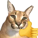 floppathumbsup floppathumbsup