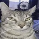 catstare