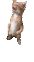 BambiGIF