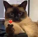 Cat Heart cat_heart Discord Emoji