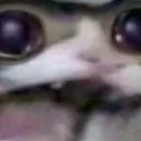 catscream