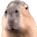 Capymuncha