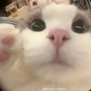 hewwo