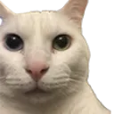 StareCat