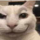 Gato