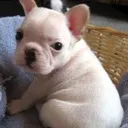 pig