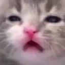 Catbaby catbaby Discord Emoji