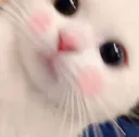 CatBlush