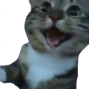 appy