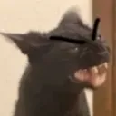 cat_angery