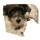 stella