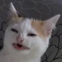 cat_nobanana