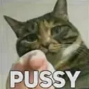 catPussy