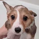 myshowerafteradog