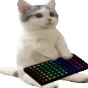 catsittingverycomfortabletyping catsittingverycomfortabletyping