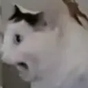 OWAHHHH