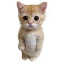 emoji_62