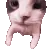 catKISS