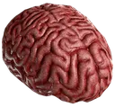brains