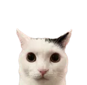 catstare
