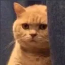 angrycat angrycat