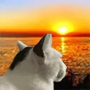 whiskas
