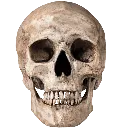 skull_realistic