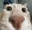 watchulookinat