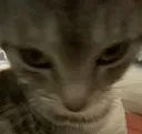 stare