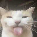 sillygoofy