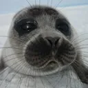 seal_stare