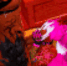 SokayaBlowJob animated GIF emoji - Sokaya’s Cyber UnderGround