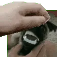 goonumPat
