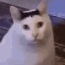 huh_cat