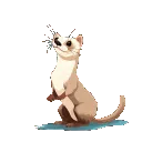 ferretbounce