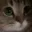 meow