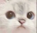 CatOwO