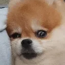 wtfcici wtfcici