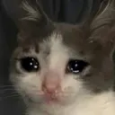 sadcat Discord Emoji