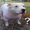 huhdog huhdog