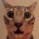 kot_5 Discord Emoji - {рп}~ДуРкА~{рп}