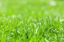 grass