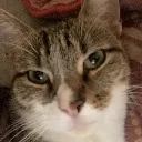 LaChatteBourreDeNight Discord Emoji