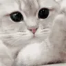 CatPunch CatPunch