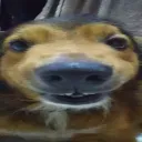 goofyaahbilly