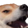 doggoAHHH