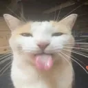 sillycat