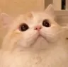 surprisedCat