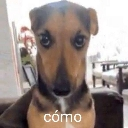 LcoComoQueDolarA1000 Discord emoji