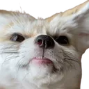 fennectooth